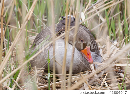 Greylag goose sitting on a nest 41804947