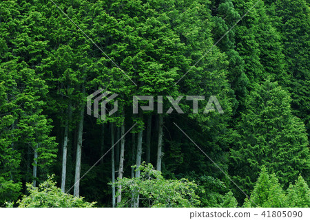 Cedar forest of Kii mountains 41805090