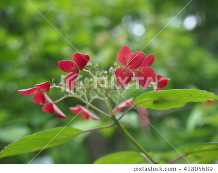Hydrangea 2018-14 41805689