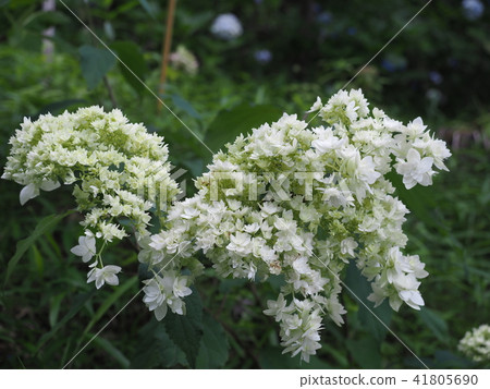 Hydrangea 2018-15 41805690