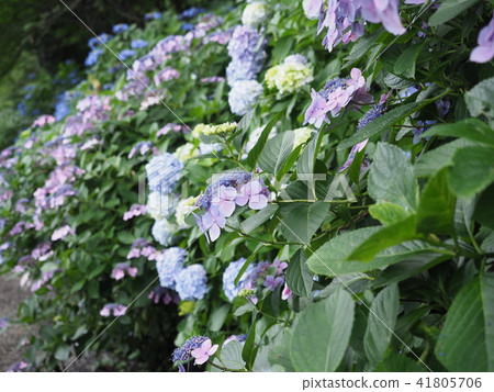 繡球花2018 - 6 繡球花2018 - 6 41805706