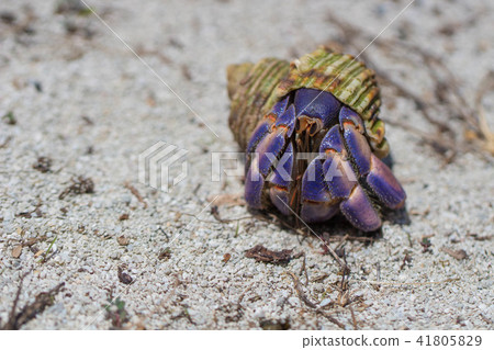 Hermit crab Hermit crab 41805829