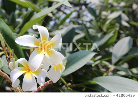 Plumeria Plumeria 41806459