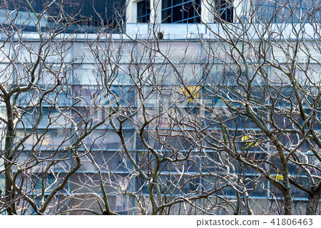 冬季的枯木與建築 冬の枯木と建築 Dead Branches in Front a Building 41806463
