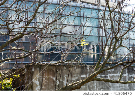 Dead Wood and Building in Winter Winter Dead Wood Building Dead Branches in Front a Building Dead Wood and Building in Winter Winter Dead Wood Building Dead Branches in Front a Building 41806470