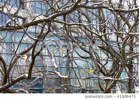 冬季的枯木與建築 冬の枯木と建築 Dead Branches in Front a Building 冬季的枯木與建築 冬の枯木と建築 Dead Branches in Front a Building 41806473