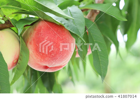Peach hunting Hikawa Hakuho Yamanashi 41807014