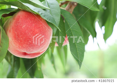 Peach hunting Hikawa Hakuho Yamanashi 41807015
