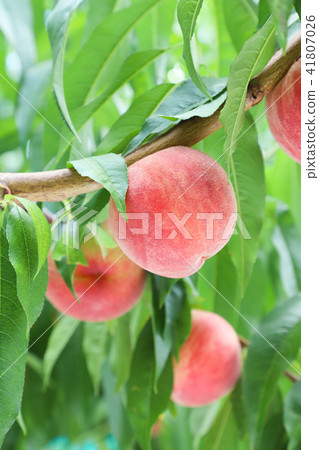 Peach hunting Hikawa Hakuho Yamanashi Peach hunting Hikawa Hakuho Yamanashi 41807026