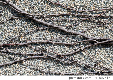 牆上的枯枝條 壁の枯れ枝蔓 Dead Branches Growing on a Wall 41807316
