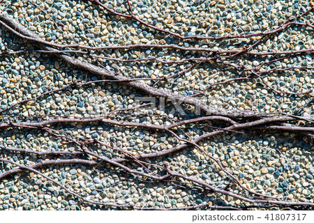 牆上的枯枝條 壁の枯れ枝蔓 Dead Branches Growing on a Wall 41807317