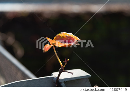 鐵欄杆上的紅葉 鉄の手すりと紅葉 Red Foliage on Iron Railing 鐵欄杆上的紅葉 鉄の手すりと紅葉 Red Foliage on Iron Railing 41807449
