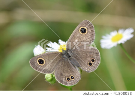 Janome butterfly of river bed Janome butterfly of river bed 41808058