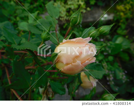 Rose in the garden (crocus rose - shrub) 41808314