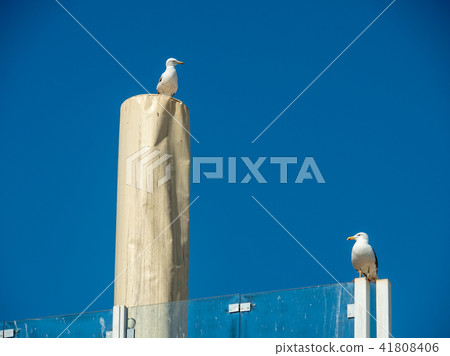 Seagulls on the portuguese Atlantic coast 41808406