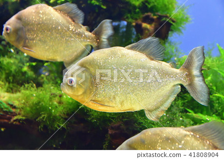 Piranha tropical fish Piranha tropical fish 41808904