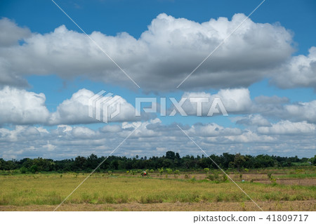 rice green field and blue sky rice green field and blue sky 41809717
