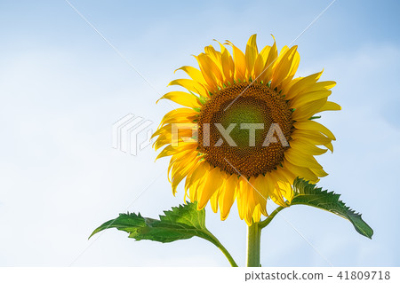 beautiful sunflowers blooming in field 41809718