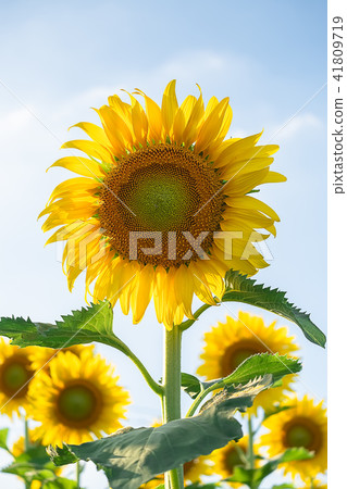 beautiful sunflowers blooming in field 41809719