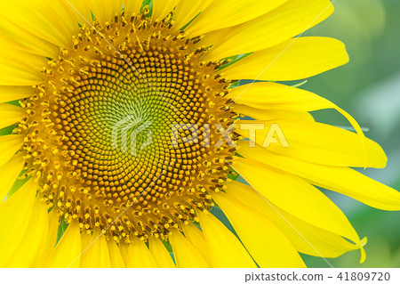 closeup pollen beautiful sunflowers blooming closeup pollen beautiful sunflowers blooming 41809720