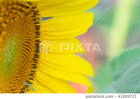 closeup pollen beautiful sunflowers blooming closeup pollen beautiful sunflowers blooming 41809721