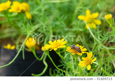 bee on beautiful yellow daisy flowers blooming bee on beautiful yellow daisy flowers blooming 41809723