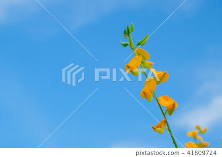 beautiful yellow sunhemp flower in nature beautiful yellow sunhemp flower in nature 41809724