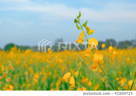 beautiful yellow sunhemp flower in nature beautiful yellow sunhemp flower in nature 41809725