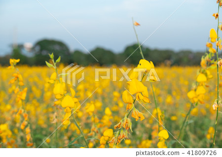 beautiful yellow sunhemp flower beautiful yellow sunhemp flower 41809726
