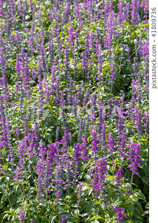 closeup beautiful fernleaf lavender flower closeup beautiful fernleaf lavender flower 41809736