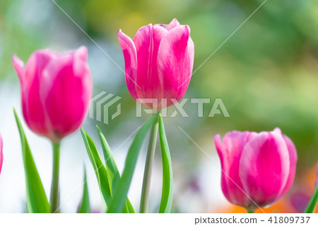 beautiful pink tulip in garden 41809737