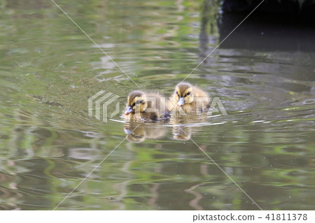 2 chicks in the second day after birth 41811378