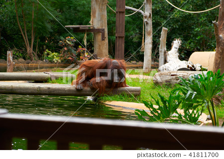Brown orangutan sits and looks into the river 41811700