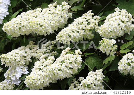 Kashiwaba hydrangea snowflake Kashiwaba hydrangea snowflake 41812119
