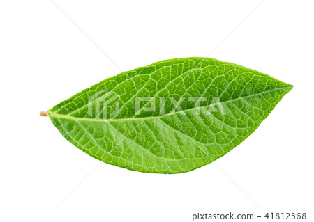 blueberry leaf on a white background blueberry leaf on a white background 41812368