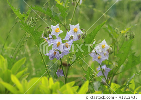 Early summer flower walnutsbi Early summer flower walnutsbi 41812433