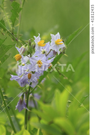 Early summer flower walnutsbi 41812435