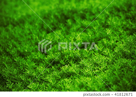Perfect green pattern Perfect green pattern 41812671