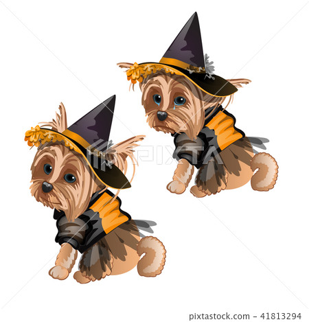 Yorkshire Terrier in witch costume isolated on white background. Cute animated dog in a witch hat Yorkshire Terrier in witch costume isolated on white background. Cute animated dog in a witch hat 41813294
