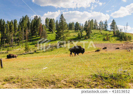 American Bison in Yellowstone American Bison in Yellowstone 41813652