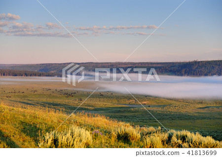 Mist over Hayden Valley 41813699