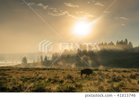 Bison Silhoutte at Dawn 41813746
