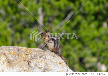 Golden Mantled Ground Squirrel 41813767