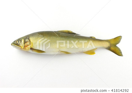 天然阿玉 41814292