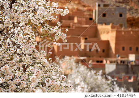 杏仁樹 杏仁樹 41814484