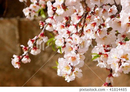 Almond flower Almond flower 41814485