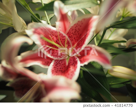 百合花 百合花 41814770