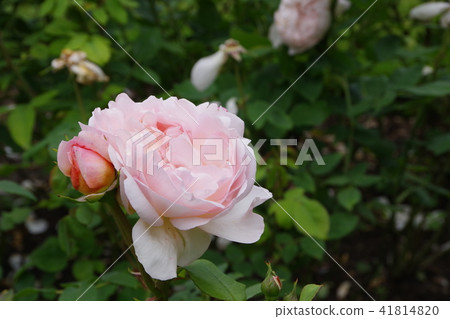 Pink roses blooming in the garden 41814820