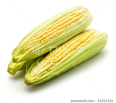 Fresh corn isolated on white 41815102