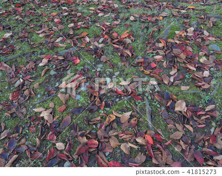 Maple undergrowth 41815273